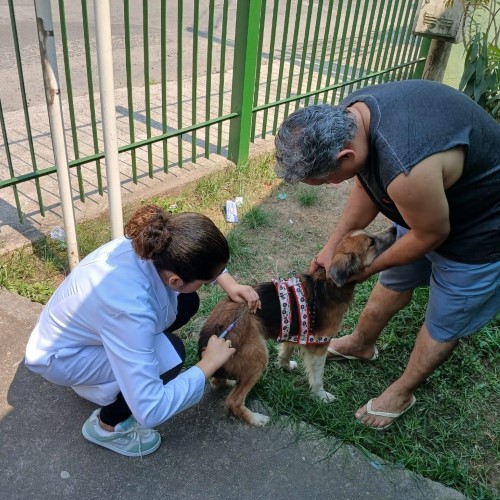 Volta Redonda imuniza mais de 20 mil cães e gatos na Campanha de Vacinação Antirrábica 2024